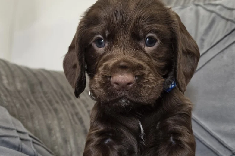 Cocker Spaniel (Working)