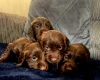Cocker Spaniel (Working)