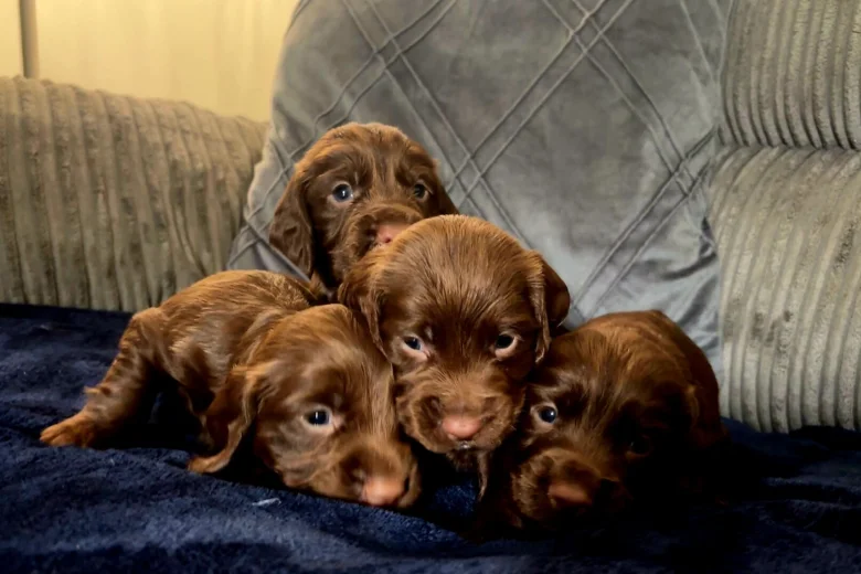 Cocker Spaniel (Working)