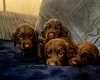 Cocker Spaniel (Working)