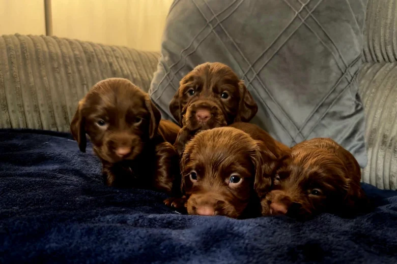 Cocker Spaniel (Working)