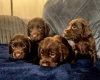 Cocker Spaniel (Working)