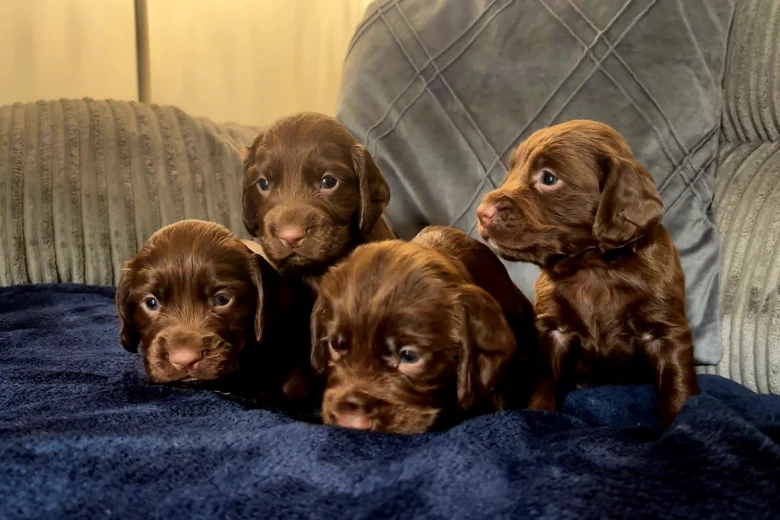 Cocker Spaniel (Working)