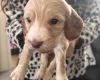 Cocker Spaniel (Working)