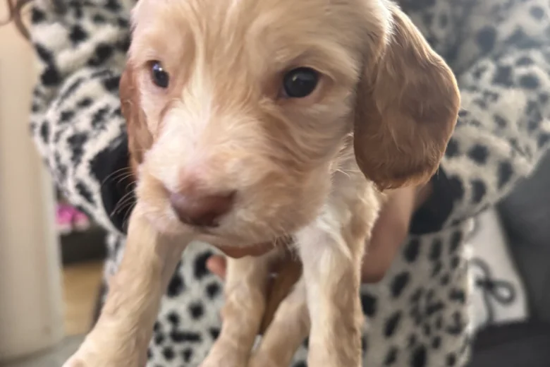 Cocker Spaniel (Working)