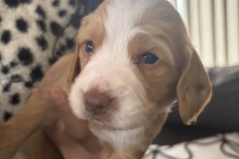 Cocker Spaniel (Working)