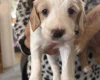 Cocker Spaniel (Working)