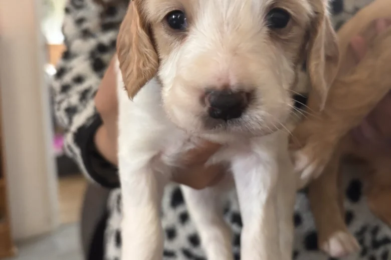 Cocker Spaniel (Working)