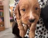 Cocker Spaniel (Working)