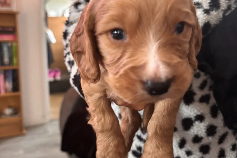 Cocker Spaniel (Working)