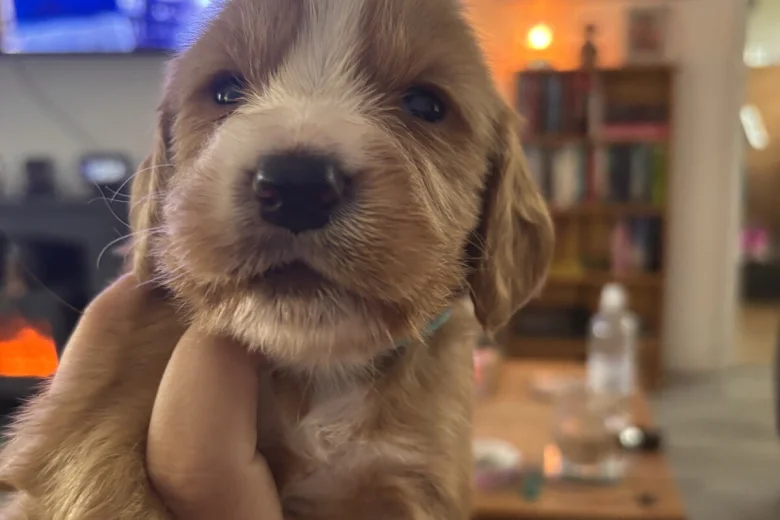 Cocker Spaniel (Working)