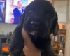 Cocker Spaniel (Working)