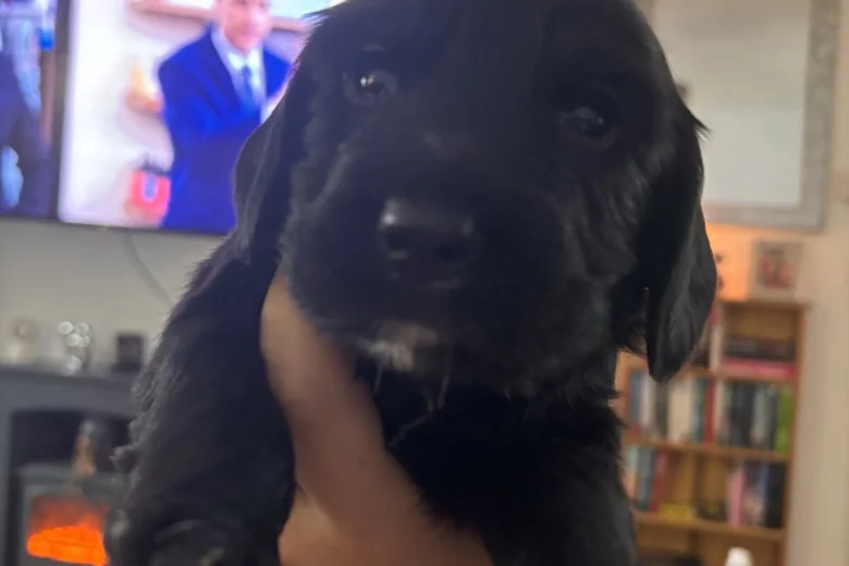 Cocker Spaniel (Working)