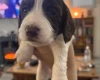Cocker Spaniel (Working)