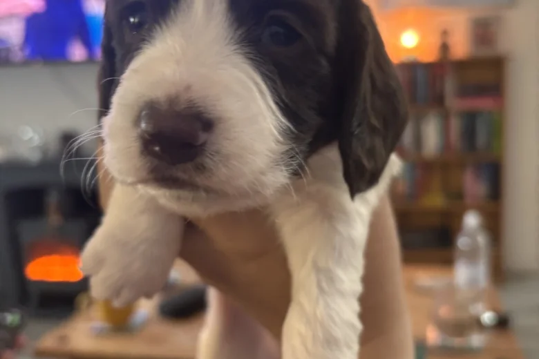 Cocker Spaniel (Working)