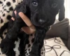 Cocker Spaniel (Working)