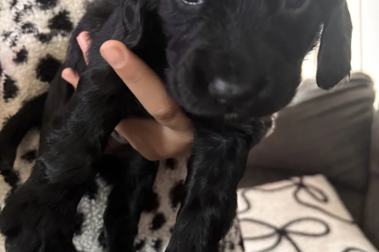 Cocker Spaniel (Working)