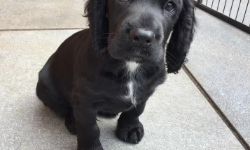 Cocker Spaniel (Working)