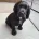 Cocker Spaniel (Working)