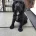 Cocker Spaniel (Working)