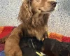 Cockapoo
