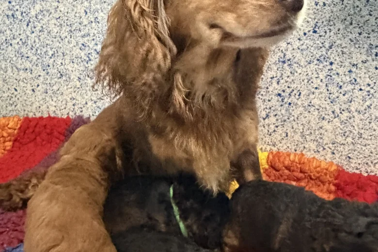 Cockapoo