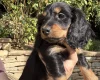 Dachshund (Miniature Long Haired)