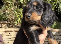 Puppy 3