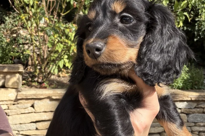 Dachshund (Miniature Long Haired)