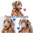 Dachshund (Miniature Smooth Haired)