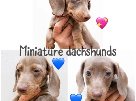 Dachshund (Miniature Smooth Haired)