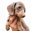 Dachshund (Miniature Smooth Haired)