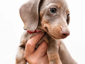 Dachshund (Miniature Smooth Haired)
