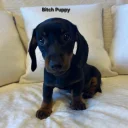 Dachshund (Miniature Smooth Haired)
