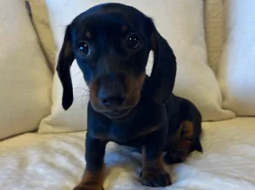 Dachshund (Miniature Smooth Haired)