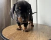 Dachshund (Miniature Smooth Haired)