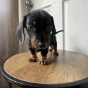 Dachshund (Miniature Smooth Haired)