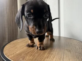 Dachshund (Miniature Smooth Haired)