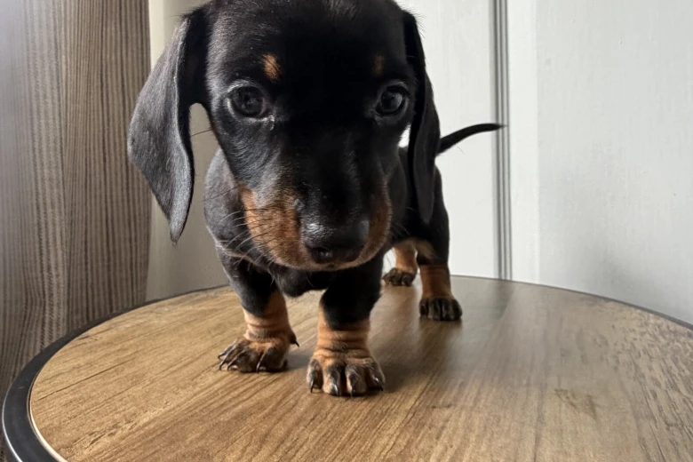 Dachshund (Miniature Smooth Haired)