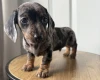 Dachshund (Miniature Smooth Haired)