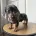 Dachshund (Miniature Smooth Haired)