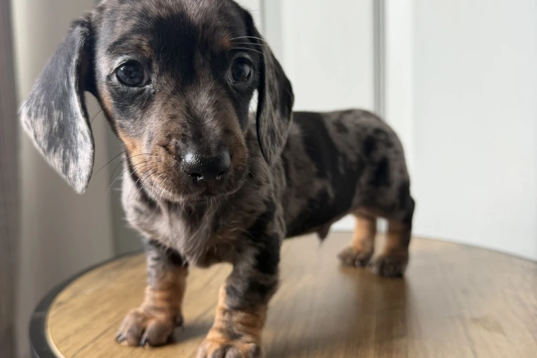 Dachshund (Miniature Smooth Haired)
