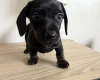Dachshund (Miniature Smooth Haired)