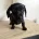 Dachshund (Miniature Smooth Haired)