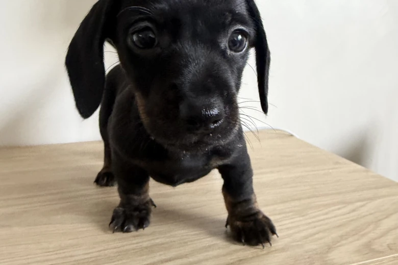 Dachshund (Miniature Smooth Haired)