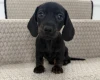 Dachshund (Miniature Smooth Haired)