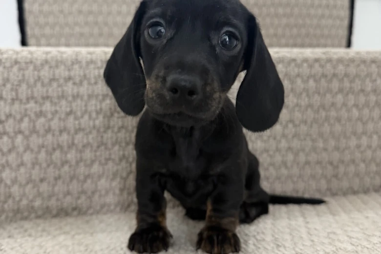 Dachshund (Miniature Smooth Haired)