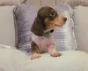 Dachshund (Miniature Smooth Haired)
