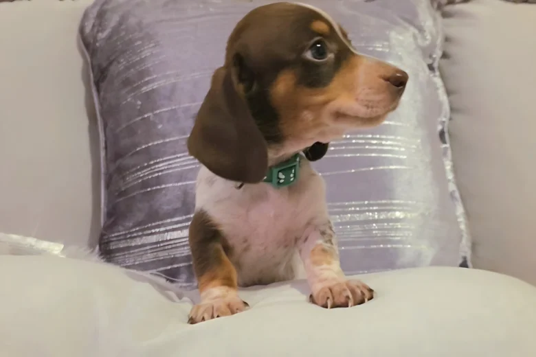 Dachshund (Miniature Smooth Haired)