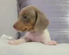Dachshund (Miniature Smooth Haired)